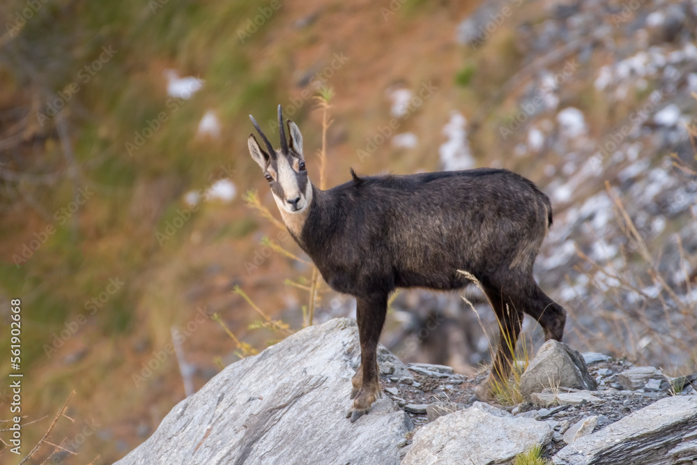 Female Alpine chamois standing on a rock in autum enviroment. Italian Alps, Piedmont