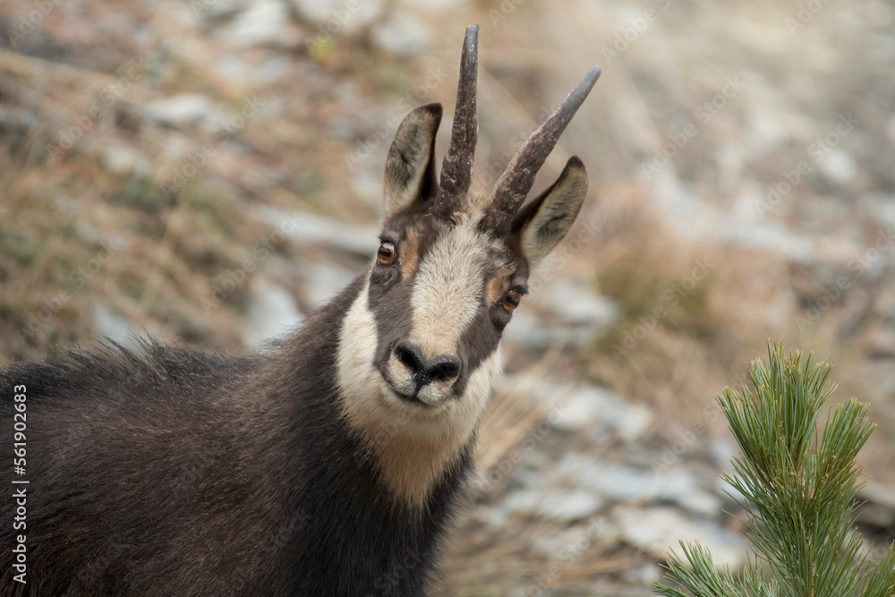 Close up of wild male alpine chamois (Rupicapra rupicapra) looking at camera curiously, wild goat of Alps mountains, Italy.