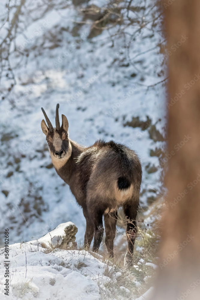 Wild alpine female Chamois (Rupicapra rupicapra) standing in a snowy alpine forest and looking into the camera, Alps Mountain, Italy