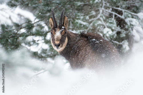 Obraz na płótnie Male Alpine chamois (Rupicapra rupicapra) during intense snowfall with some snowflakes on his face against snowy forest background, Italian alps. Monviso natural park. w salonie