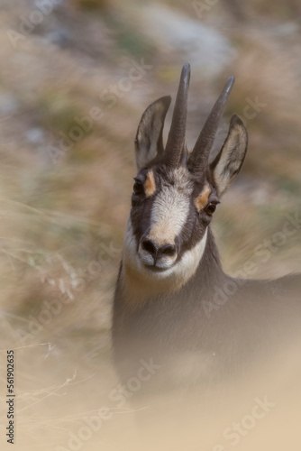 Obraz na płótnie Close up of Alpine Chamois (Rupicapra rupicapra) looking into camera through the grass in soft morning light, Italian Alps, Piedmont. w salonie