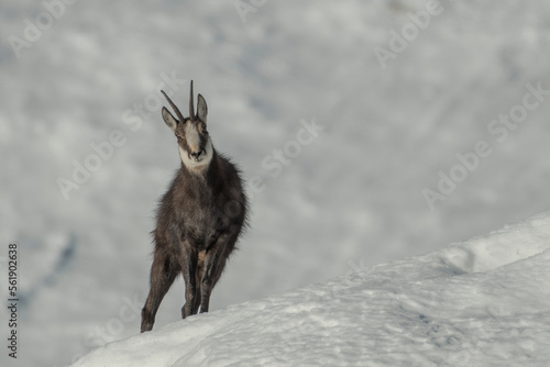 Obraz na płótnie Wild alpine chamois or wild goat (Rupicapra rupicapra) standing in an snowy meadow in a sunny morning against white snowy slopes in the background, Italian alps mountains, Monviso natural Park. w salonie
