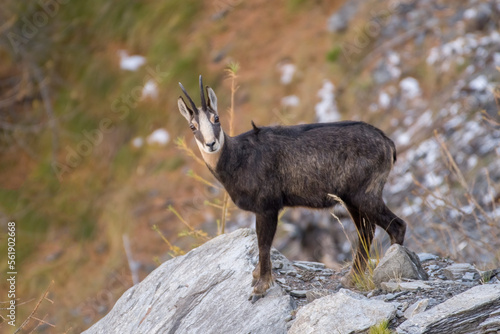 Obraz na płótnie Female Alpine chamois standing on a rock in autum enviroment. Italian Alps, Piedmont w salonie