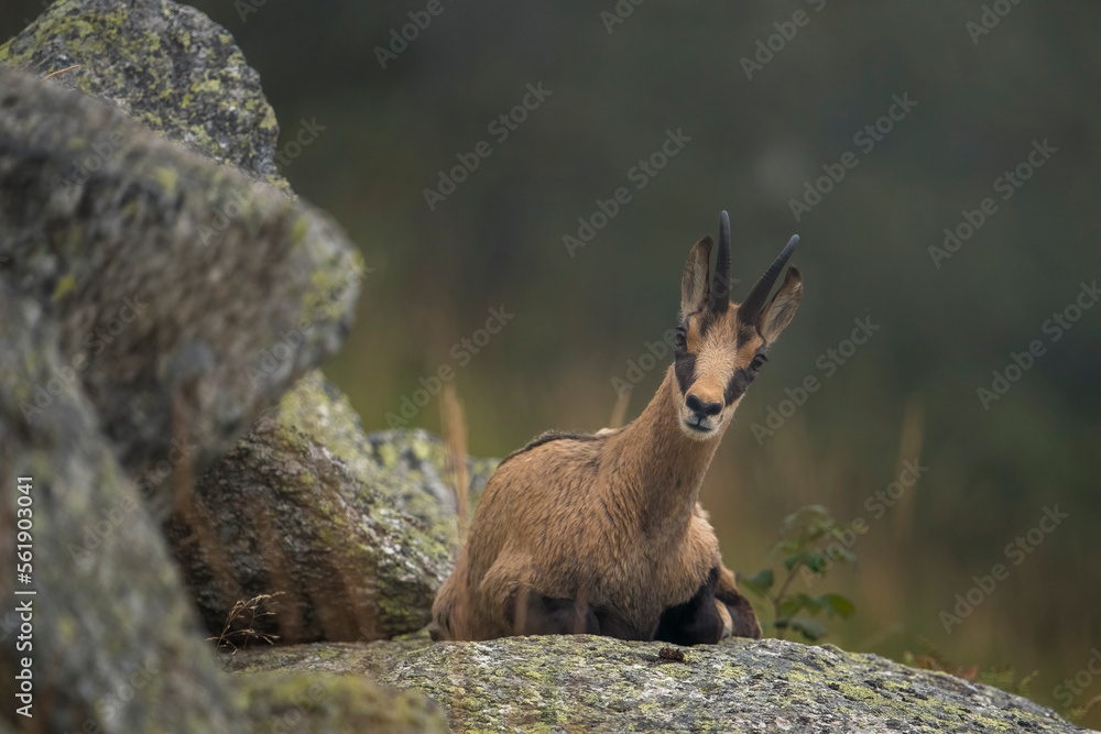 Portrait of a cute young alpine Chamois (Rupicapra rupicapra) with summer coat resting on a large stone on a foggy evening and looking at me curiously, Piedmont Alps, Italy.