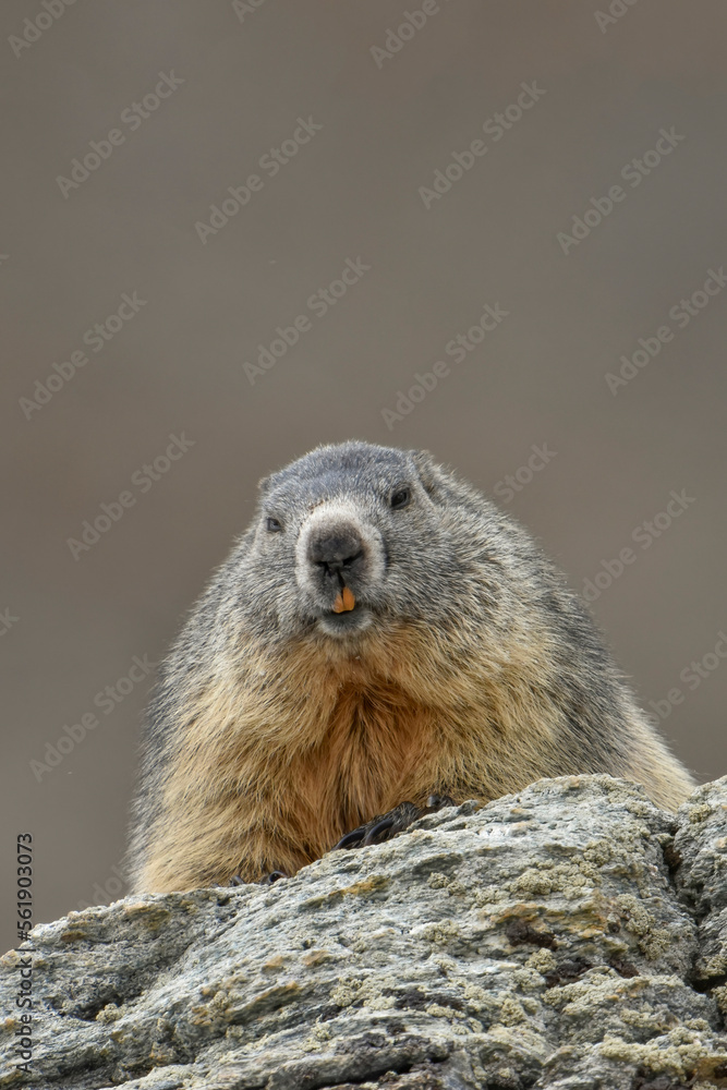 A chubby marmot (Marmota marmota) ready to hibernate looks curiously from a rock above me, Alps, Italy. Marmot day card.