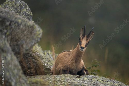 Obraz na płótnie Portrait of a cute young alpine Chamois (Rupicapra rupicapra) with summer coat resting on a large stone on a foggy evening and looking at me curiously, Piedmont Alps, Italy. w salonie