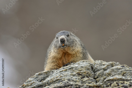 A chubby marmot (Marmota marmota) ready to hibernate looks curiously from a rock above me, Alps, Italy. Marmot day card.