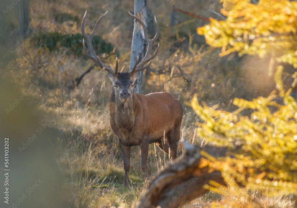 Large red deer stag (Cervus elaphus) comes out of the woods at sunset in a typical autumnal alpine environment- wild animal with perfectly symmetric antlers, Italian alps. Symbol of power.