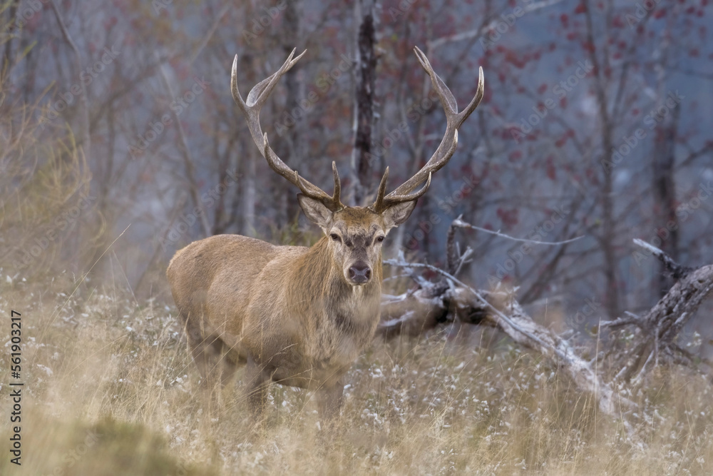 Wild Red deer stag approaching, walking in tall grass showing a perfectly symmetrical antler and austere expression against forest background - twilight, Italian Alps.