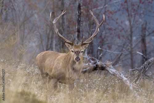 Obraz na płótnie Wild Red deer stag approaching, walking in tall grass showing a perfectly symmetrical antler and austere expression against forest background - twilight, Italian Alps. w salonie