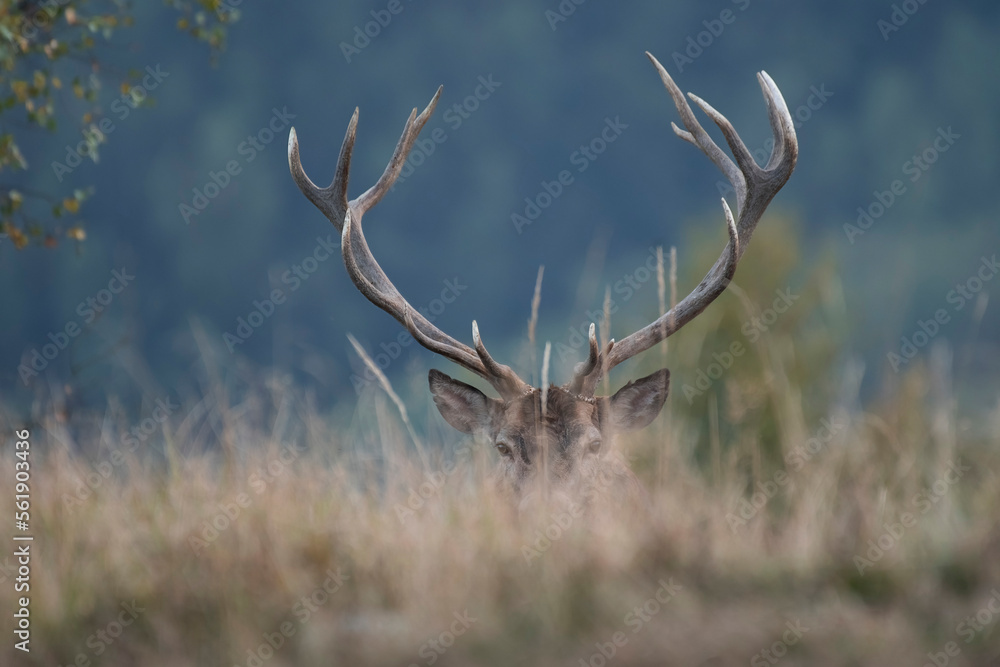 A large male deer stag (Cervus elaphus) with huge antler emerges from an alpine clearing at twilight against forest background, Horizontal, september, Italian Alps.