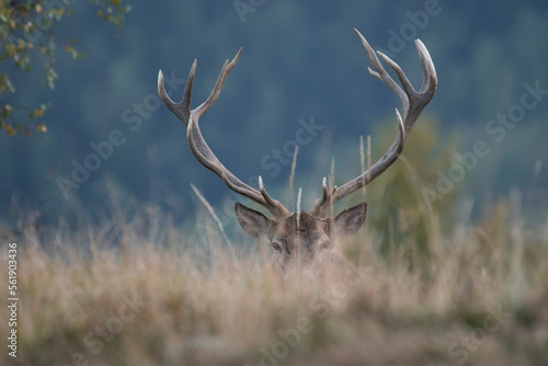 Obraz na płótnie A large male deer stag (Cervus elaphus) with huge antler emerges from an alpine clearing at twilight against forest background, Horizontal, september, Italian Alps. w salonie
