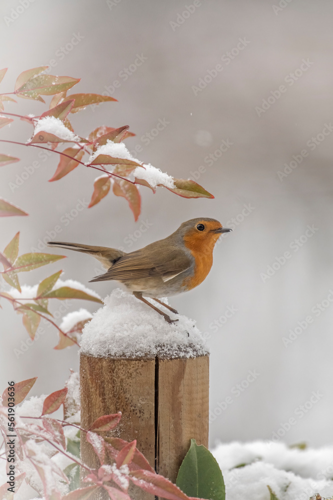 Winter cute robin or redbreast (Erithacus rubecula) standing on a snowy hedge post under some snowy leaves against soft white bokeh. Merry Christmas or Happy new year concept. (Italian Alps).