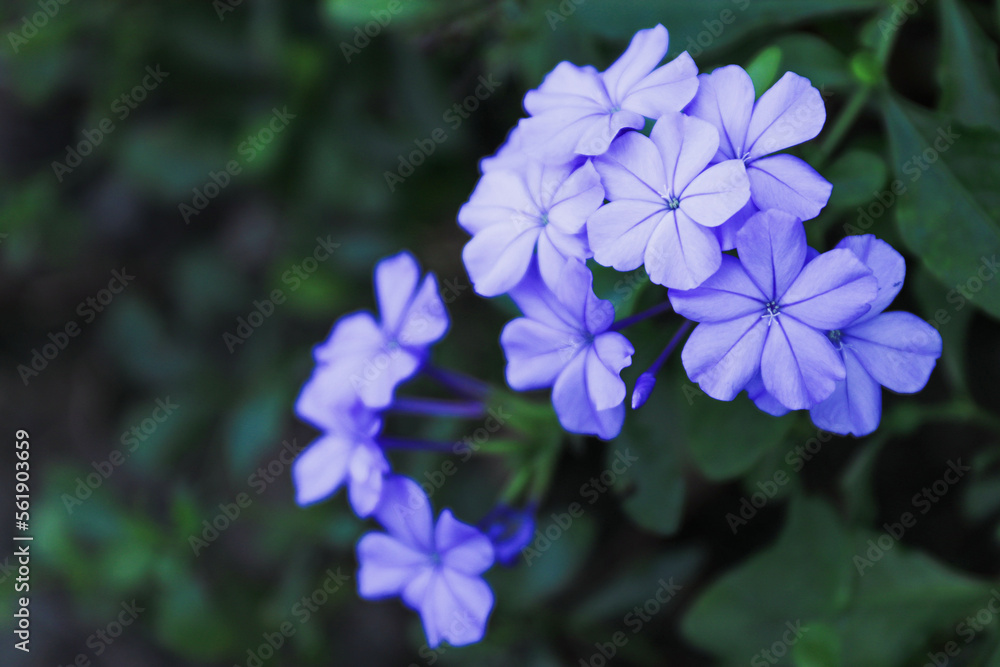 Closeup Cape leedwort (Plumbago auriculata) flower in the garden. Closeup Cape leedwort (Plumbago auriculata) flower in the garden.