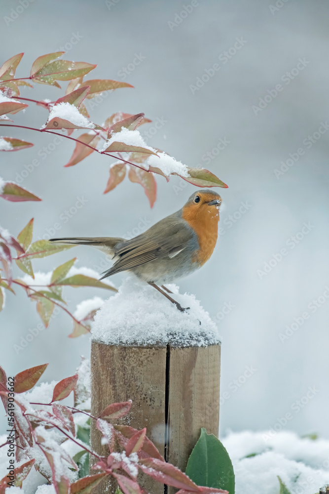 Cute Robin redbreast (Erithacus rubecula) perched comfortably on soft snow during a snowfall on a winter morning in the Italian Alps, January - vertical. Christmas concept -