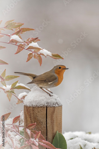 Obraz na płótnie Winter cute robin or redbreast (Erithacus rubecula) standing on a snowy hedge post under some snowy leaves against soft white bokeh. Merry Christmas or Happy new year concept. (Italian Alps). w salonie