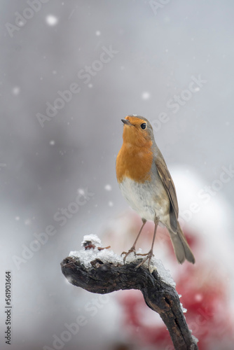 Fotótapéta Portrait of robin - redbreast (Erithacus rubecula) standing on a branch during a snowfall with red berries in the background, in a typical Christmas atmosphere, Alps, Italy