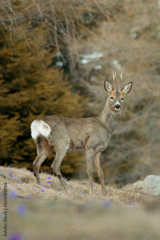 Portrait of a European male roe deer (Capreolus capreolus) with winter coat walking among the spruce trees on an alpine meadow full of the first spring flowers (Crocus vernus). Italian Alps. Portrait of a European male roe deer (Capreolus capreolus) with winter coat walking among the spruce trees on an alpine meadow full of the first spring flowers (Crocus vernus). Italian Alps.