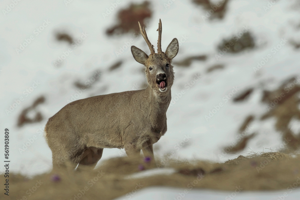 A beautiful male roe deer (Capreolus capreolus) with winter fur, grazing in the partially snow covered alpine meadows, emits its warning call. Piedmont Alps, Italy.