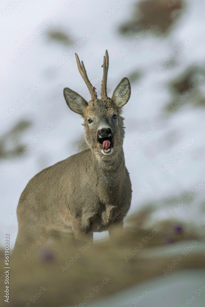 Male roe deer (Capreolus capreolus), grazing in the first spring mountain pastures, catches a glimpse hanging the toungue out. Italian alps, Piedmont.