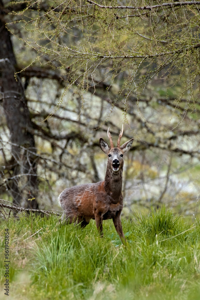 European male roe deer or roe buck (Capreolus capreolus) in the forest during fur moulting look at the camera - animal theme - beautiful nature - Italian Alps European male roe deer or roe buck (Capreolus capreolus) in the forest during fur moulting look at the camera - animal theme - beautiful nature - Italian Alps