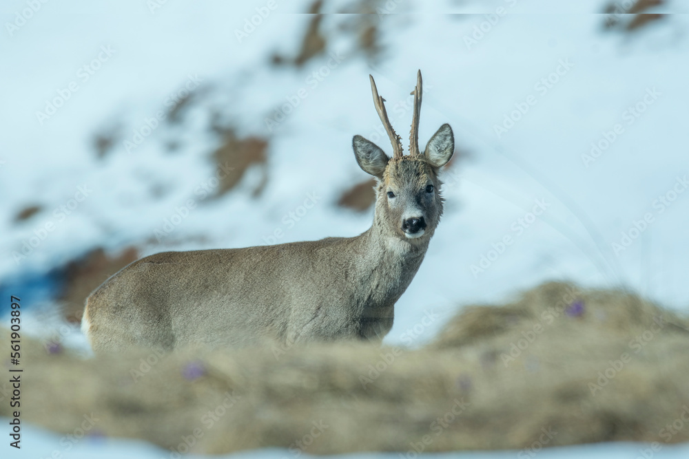 A beautiful male roe deer (Capreolus capreolus) with winter fur, grazing in the partially snow covered alpine meadows. Piedmont Alps, Italy.