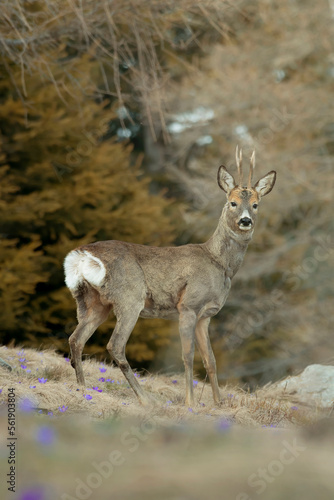 Obraz na płótnie Portrait of a European male roe deer (Capreolus capreolus) with winter coat walking among the spruce trees on an alpine meadow full of the first spring flowers (Crocus vernus). Italian Alps. w salonie
