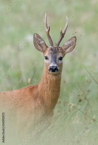 Obraz na płótnie Portrait of a young roe deer (Capreolus capreolus) against the soft green of the mountain prairies background, Italian Alps. w salonie