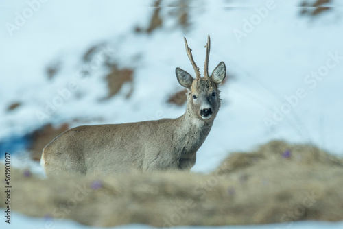Obraz na płótnie A beautiful male roe deer (Capreolus capreolus) with winter fur, grazing in the partially snow covered alpine meadows. Piedmont Alps, Italy. w salonie