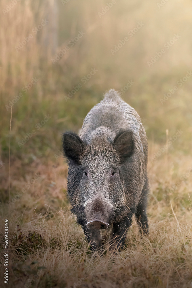 Close-up of a wild boar (Sus scrofa) looking into the camera in the sunset light standing in an alpine meadow on the Italian Alps. Monviso natural Park.