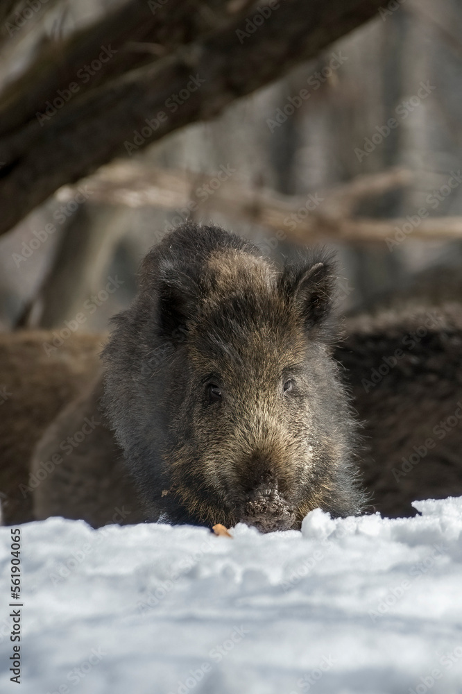 Female Wild boar (Sus scrofa) feeding in the snowy ground in an alpine forest on the Italian alps, Piedmont, Monviso natural park.