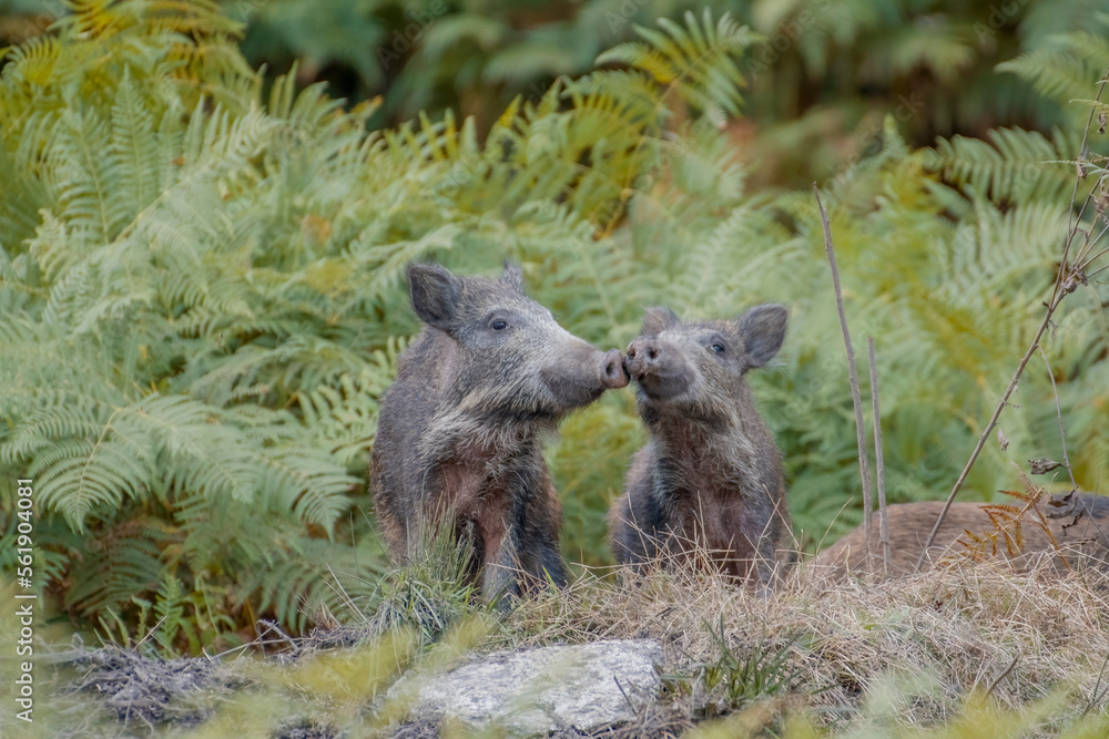 Mum wild boar (Sus scrofa) and cub in the thick of the ferns caressing their snouts on each other to strengthen social relations. Alps, Italy