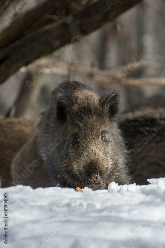 Obraz na płótnie Female Wild boar (Sus scrofa) feeding in the snowy ground in an alpine forest on the Italian alps, Piedmont, Monviso natural park. w salonie