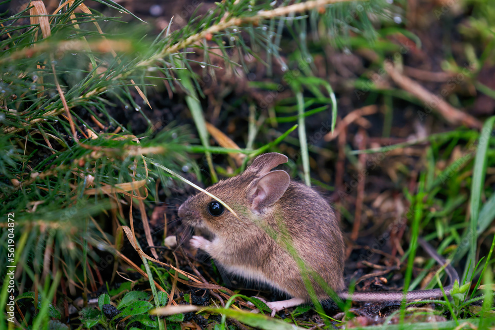 a portrait from a yellow necked mouse, apodemus flavicollis, in the garden on the floor at a winter morning a portrait from a yellow necked mouse, apodemus flavicollis, in the garden on the floor at a winter morning