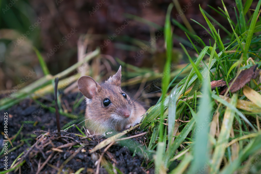 a portrait from a yellow necked mouse, apodemus flavicollis, in the garden on the floor at a winter morning a portrait from a yellow necked mouse, apodemus flavicollis, in the garden on the floor at a winter morning