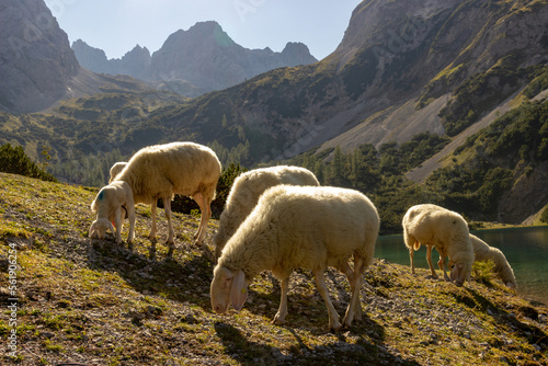 Schafherde am Seebensee vor Bergkulisse