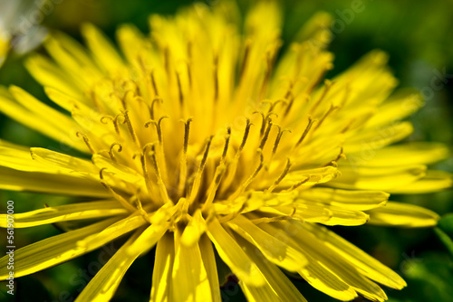 Close up view of a dandelion in the sun