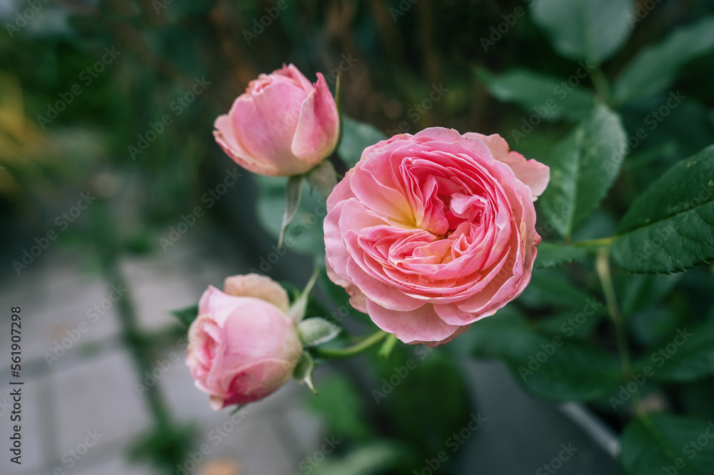 Pink rose in the garden at sunny day. Pink rose in the garden at sunny day.