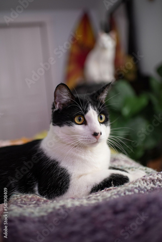 House cats laying in room with plants 