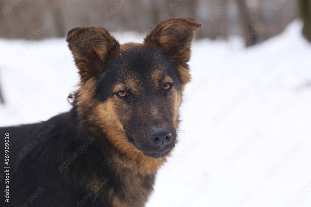 brown shepherd dog closeup photo on snowy white background brown shepherd dog closeup photo on snowy white background