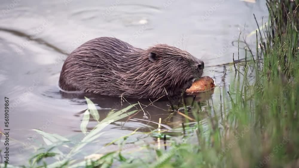 videography of beaver sitting in pond and chewing food videography of beaver sitting in pond and chewing food