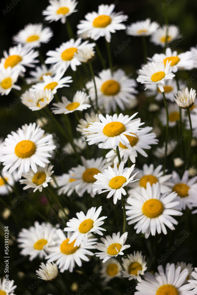 Many flowering large daisies grow in the garden in summer. Beautiful summer background Many flowering large daisies grow in the garden in summer. Beautiful summer background