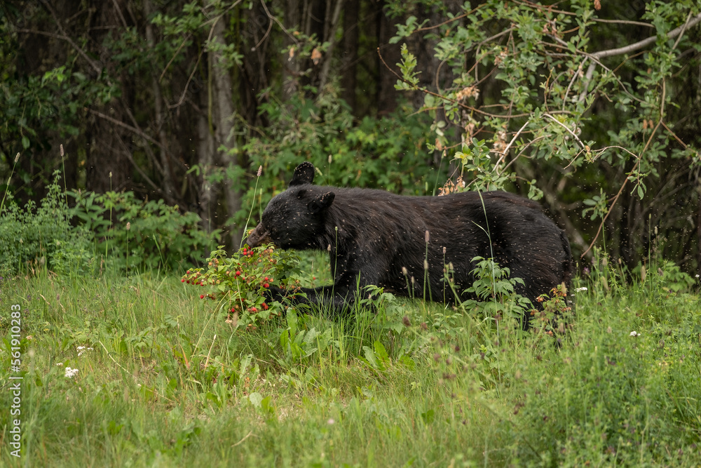 Alaskan Black Bear foraging for berries in the Alaskan wilderness Alaskan Black Bear foraging for berries in the Alaskan wilderness