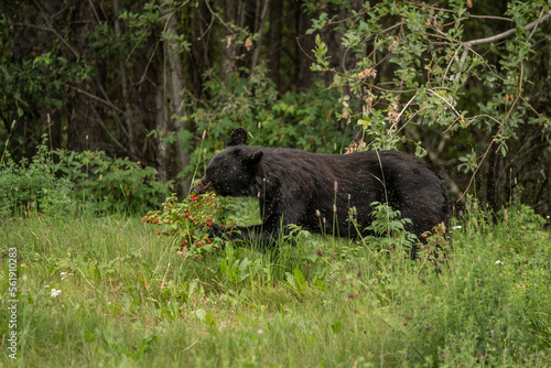 Alaskan Black Bear foraging for berries in the Alaskan wilderness