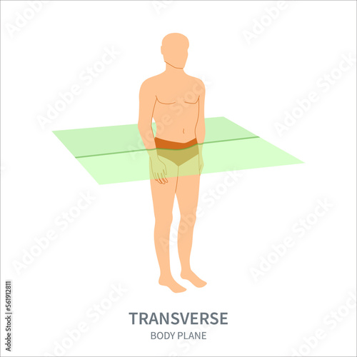 Transverse scanning plane shown on a male body. Axial human body anatomical position diagram. Probe orientation infographics. Medical sonography concept. Vector illustration.