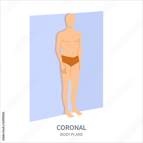 Coronal scanning plane shown on a male body. Frontal human body anatomical position diagram. Probe orientation infographics. Medical sonography concept. Vector illustration.