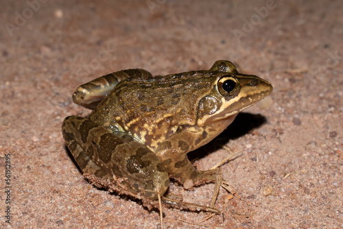 Common river frog (Amietia angolensis)
