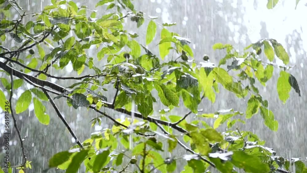 Heavy rain. Drops of heavy rain dripping on large green leaves of tree