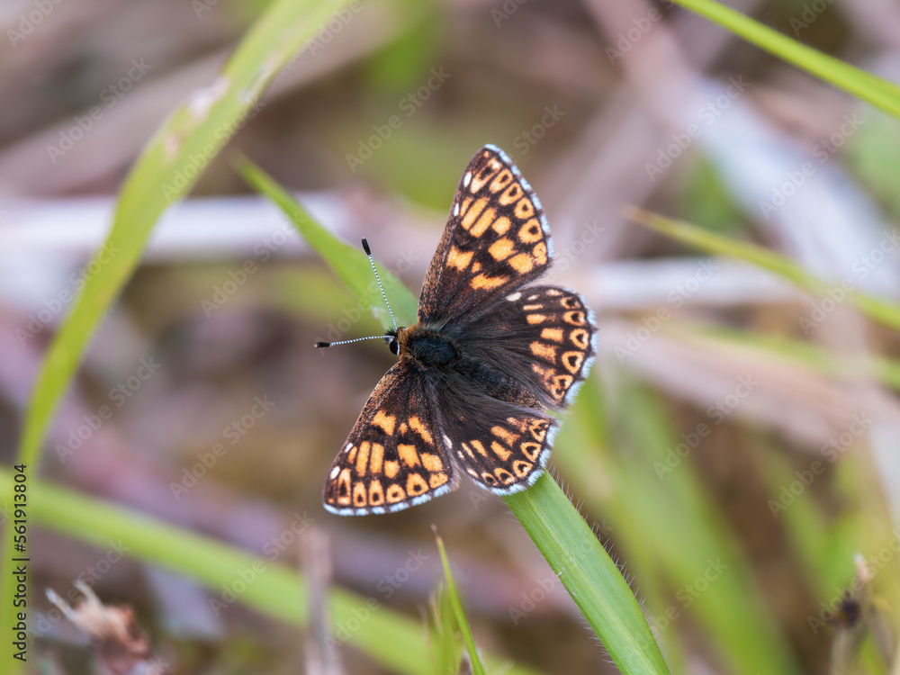 Duke of Burgundy Butterfly Resting on a Grass Stem Duke of Burgundy Butterfly Resting on a Grass Stem