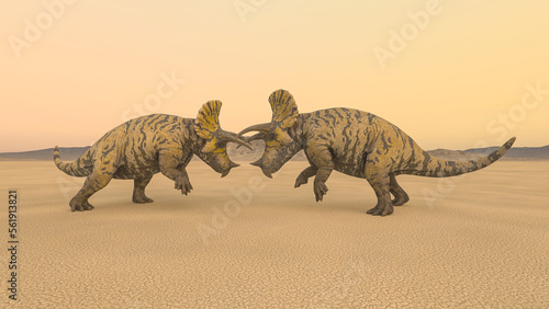 triceratops are fighting in the desert